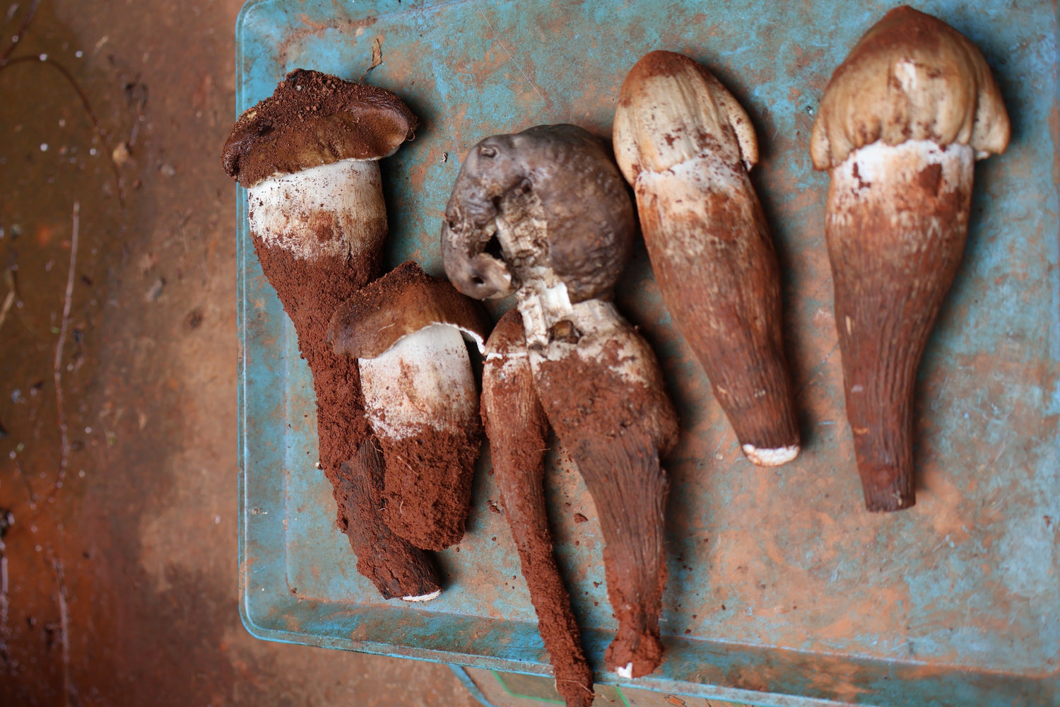 Wild Mushrooms in Yunnan: Inside China's Foraging Season