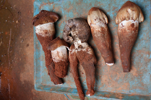 Wild Mushrooms in Yunnan: Inside China's Foraging Season
