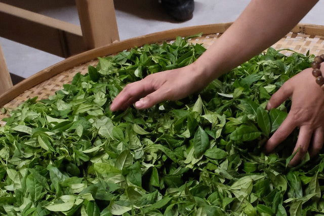 The Best Tea Experience in China: A Private Journal from Wuyishan's Harvest Season
